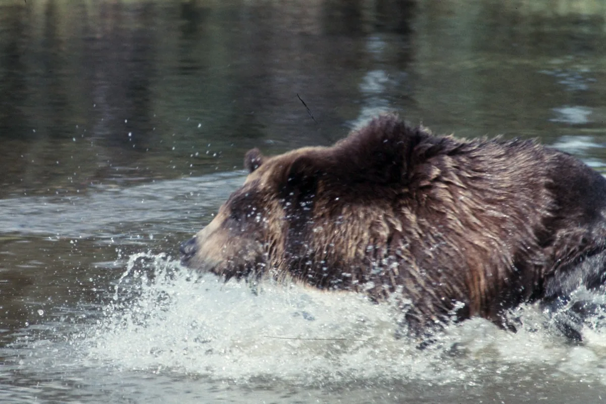 Grizzly bear in mountain habitat - Bear safety | KnowOutdoor