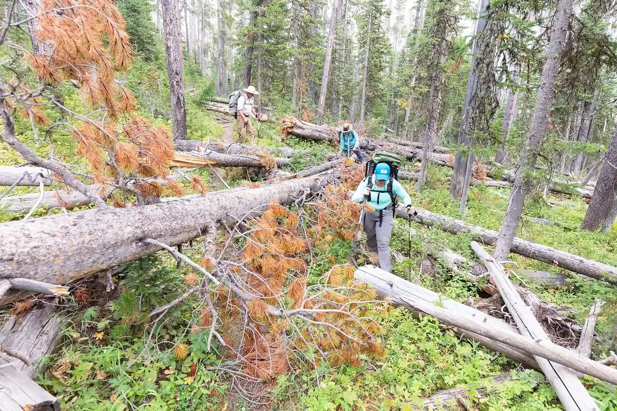 Lower forest trail used as a weather fallback in the Absaroka Range - Absaroka Range | KnowOutdoor