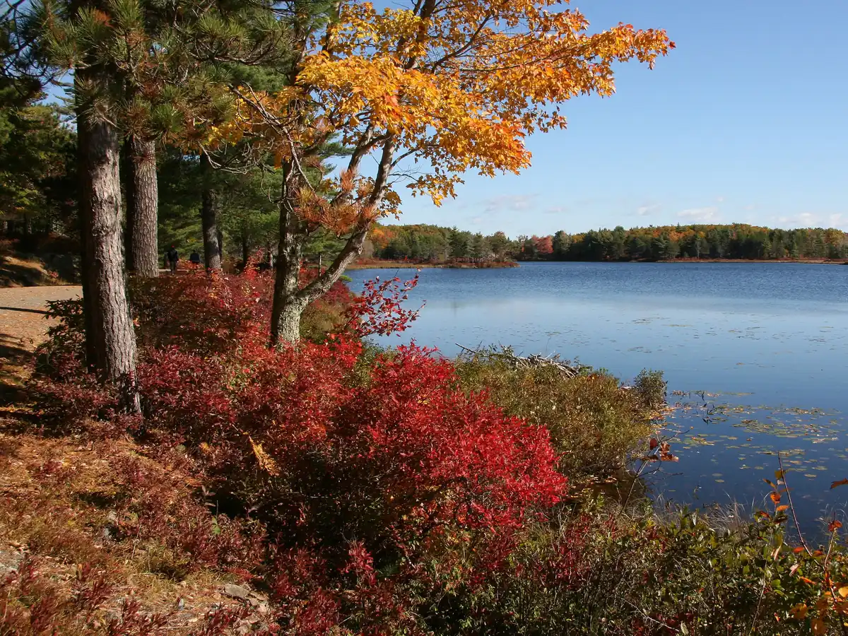 Bright autumn foliage beside a lakeshore path in Acadia National Park - Acadia National Park | KnowOutdoor