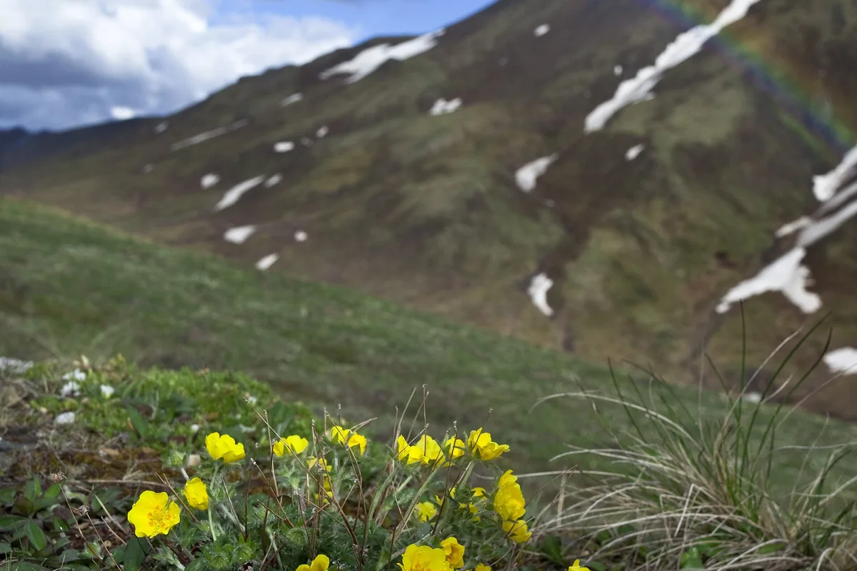 Open alpine tundra under changing weather in Denali - Alaska Range | KnowOutdoor