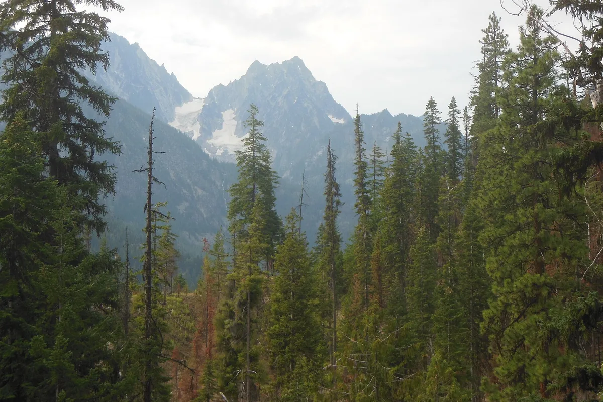 Dense conifer approach in Alpine Lakes Wilderness - Alpine Lakes Wilderness | KnowOutdoor