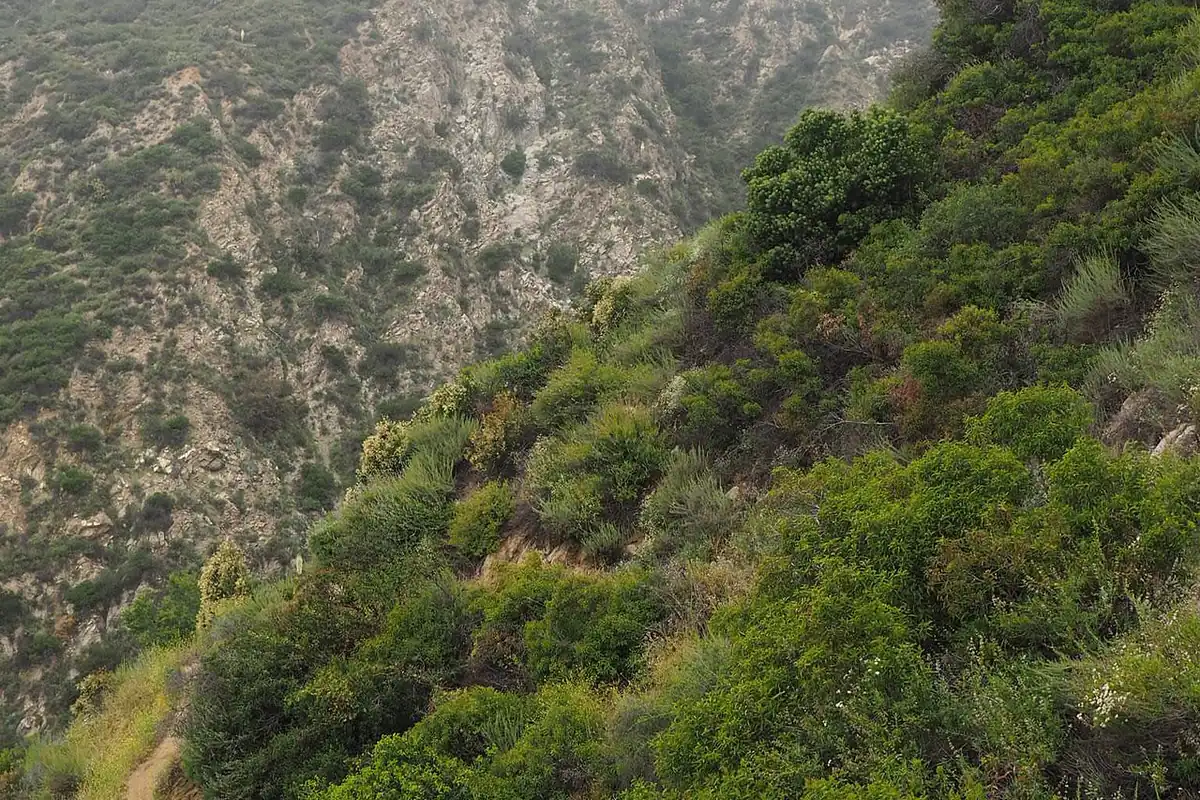 Exposed chaparral trail in Angeles National Forest under summer sun - Angeles National Forest | KnowOutdoor