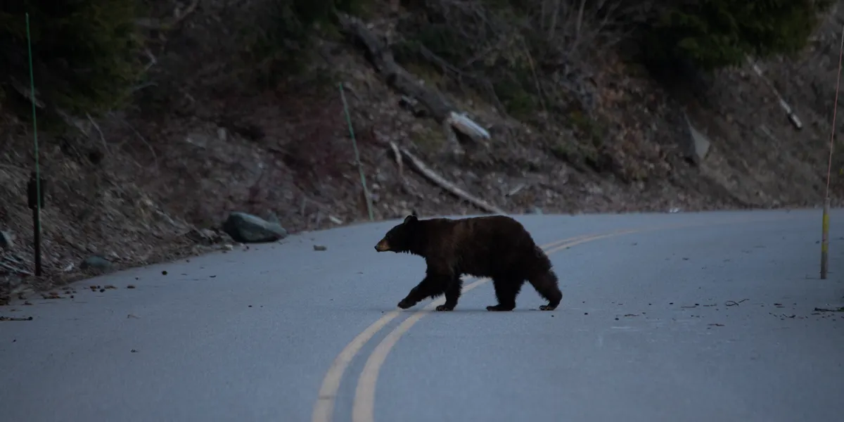 Bear crossing a park road in Glacier National Park