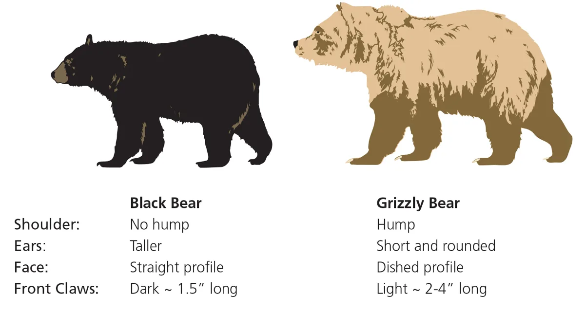 Official comparison graphic showing black bear and grizzly bear features