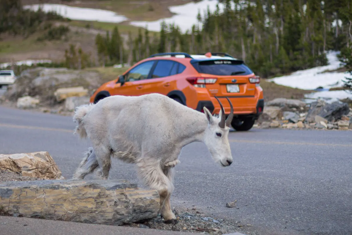 Mountain goat beside a road near Logan Pass in Glacier National Park