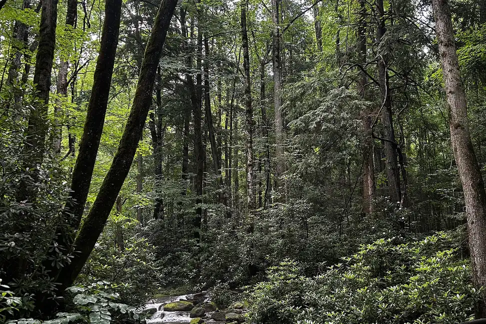 Mountain stream in Great Smoky Mountains National Park - Great Smoky Mountains National Park | KnowOutdoor