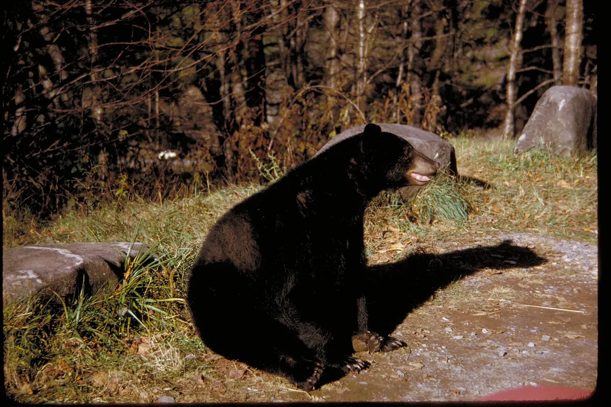 Wildlife habitat in Great Smoky Mountains National Park - Great Smoky Mountains National Park | KnowOutdoor