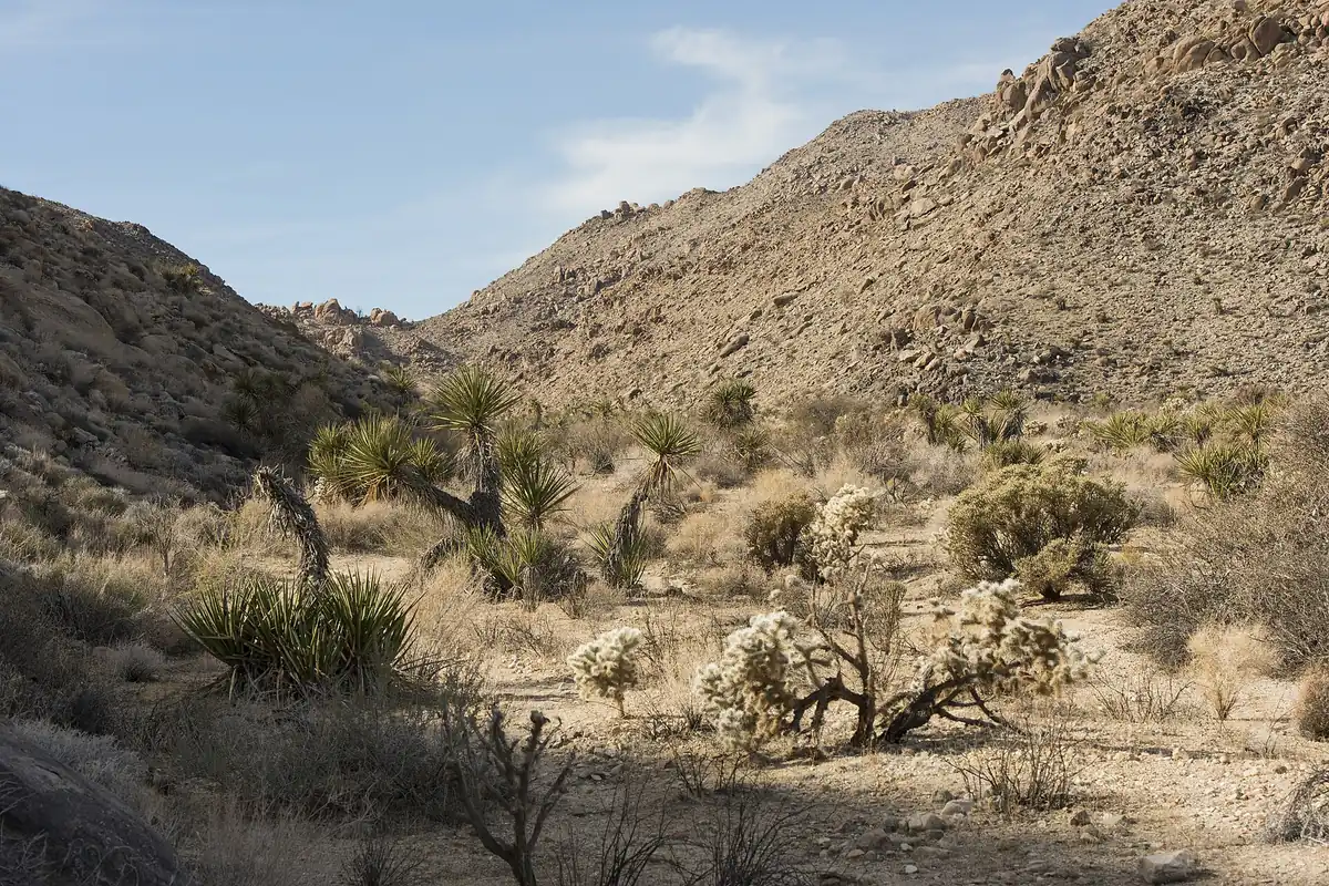 Rock formations beside a trail in Joshua Tree National Park - Joshua Tree National Park | KnowOutdoor