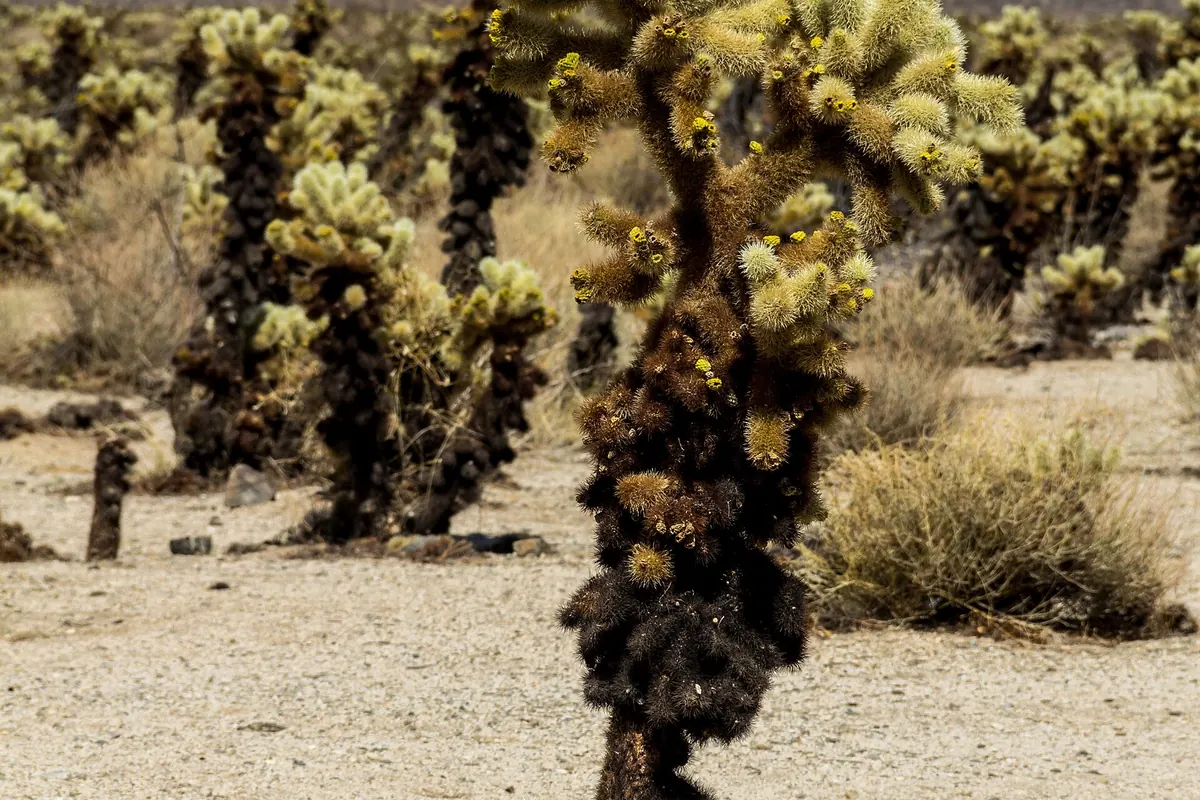 Backpackers in Joshua Tree National Park - Joshua Tree National Park | KnowOutdoor