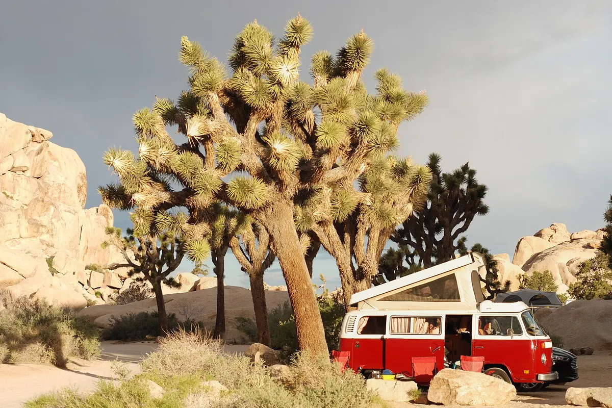Night sky and desert campsite in Joshua Tree National Park - Joshua Tree National Park | KnowOutdoor