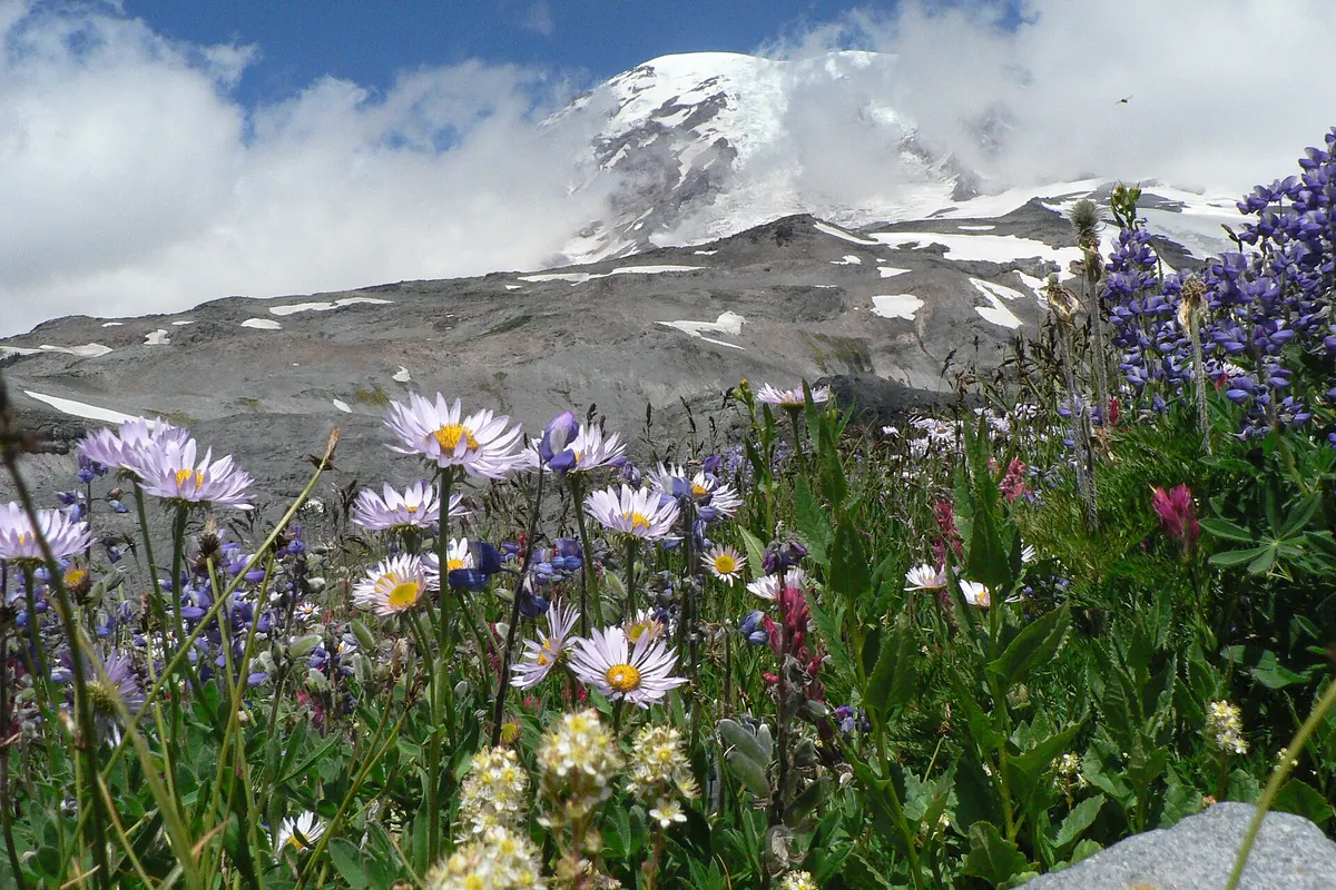 Backcountry hiking in Mount Rainier National Park - Mount Rainier National Park | KnowOutdoor