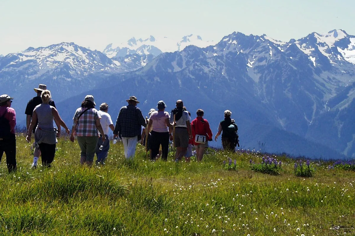 Road access through Olympic National Park forest - Olympic National Park | KnowOutdoor