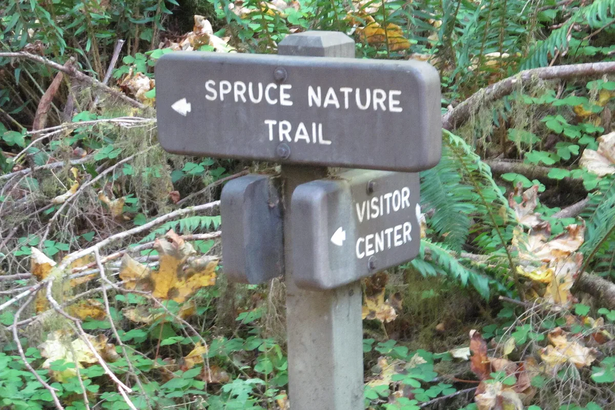 Temperate rain forest trail in Olympic National Park - Olympic National Park | KnowOutdoor