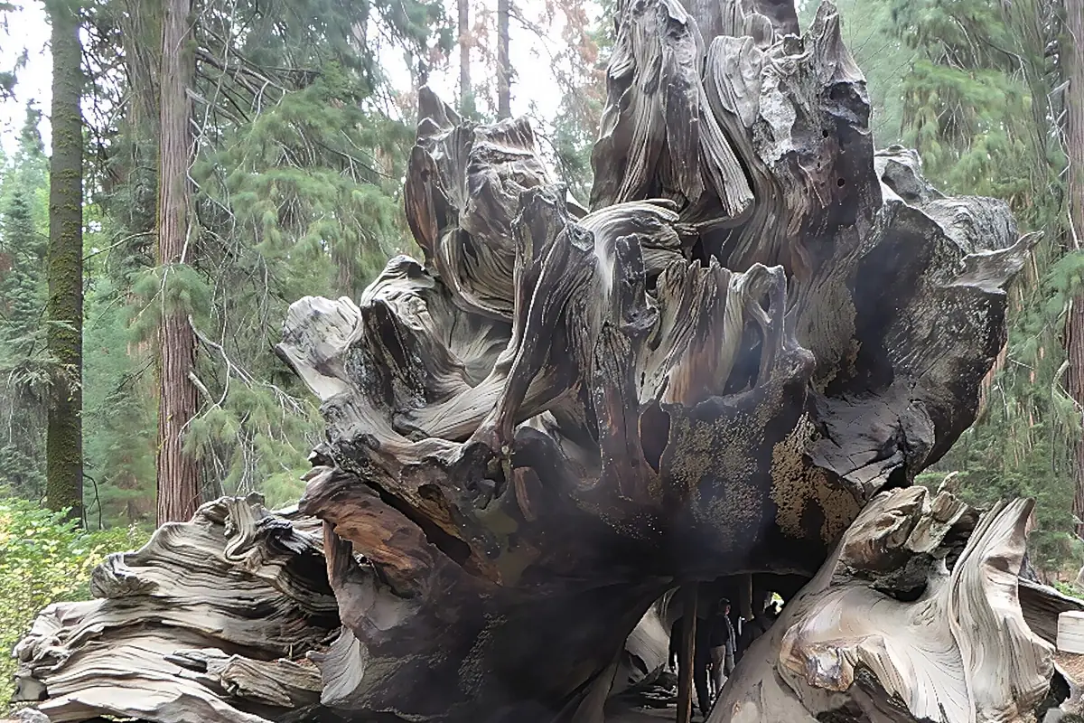 Giant sequoia grove and walking path in Sequoia National Park - Sequoia National Park | KnowOutdoor
