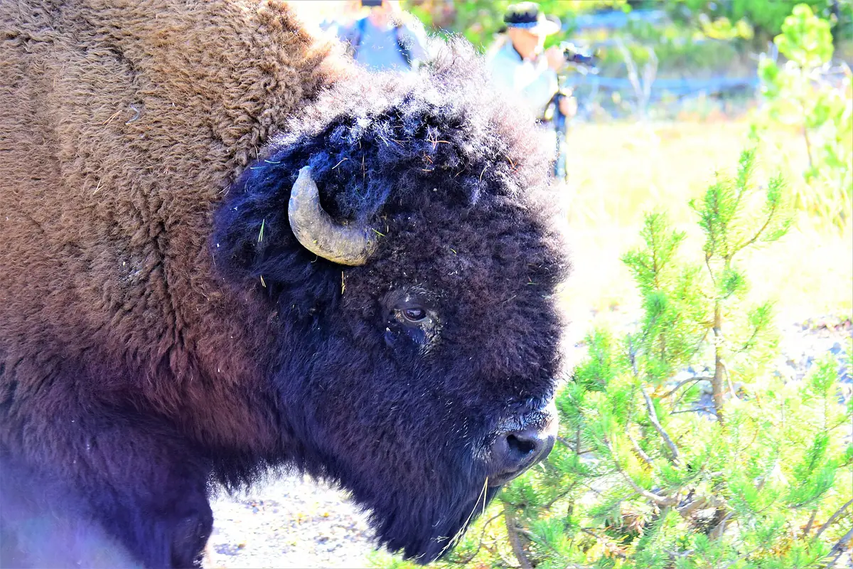 Bison beside a trail corridor in Yellowstone National Park - Yellowstone National Park | KnowOutdoor