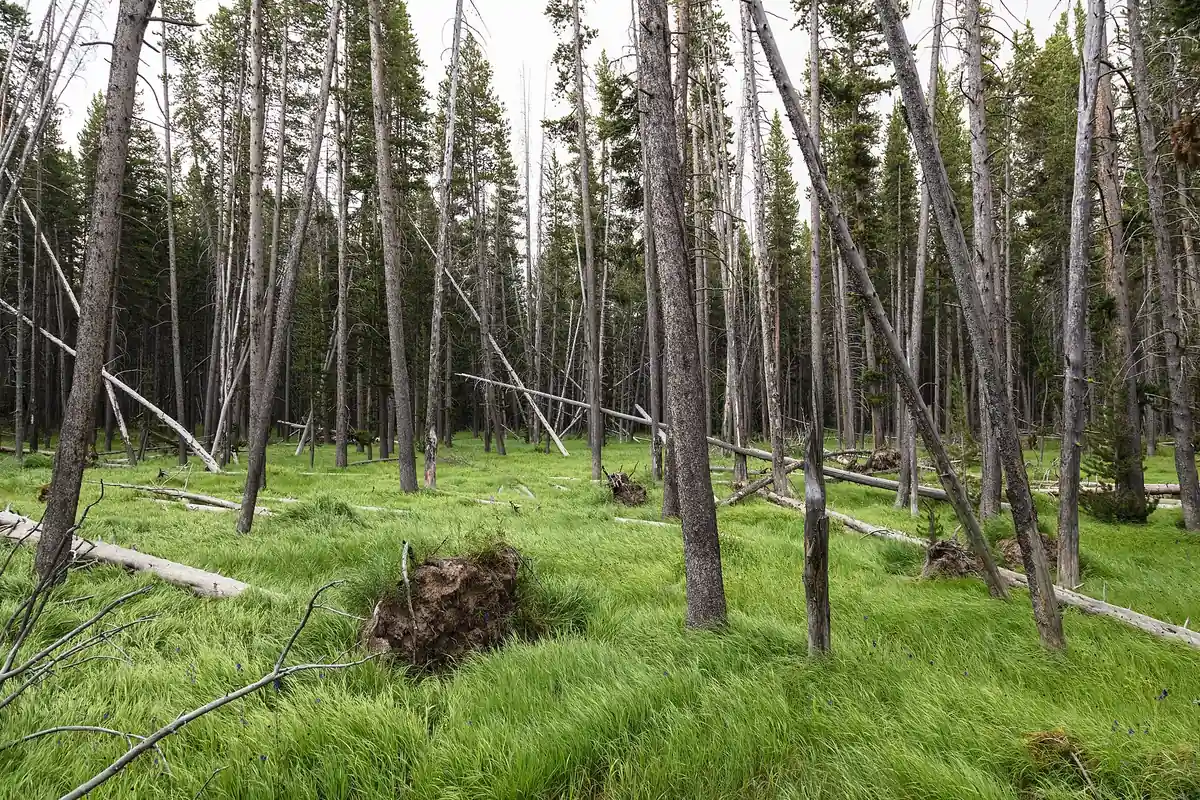 Designated backcountry campsite in Yellowstone National Park - Yellowstone National Park | KnowOutdoor