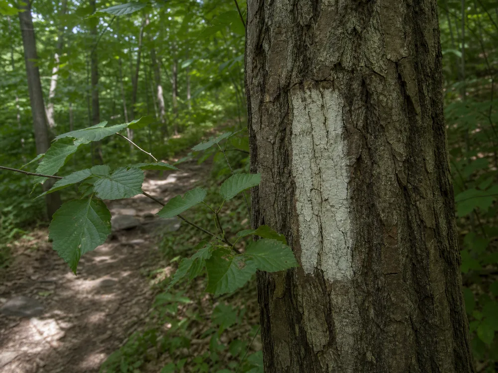 Weathered white trail blaze partly obscured by leaves on rough tree bark beside a woodland path