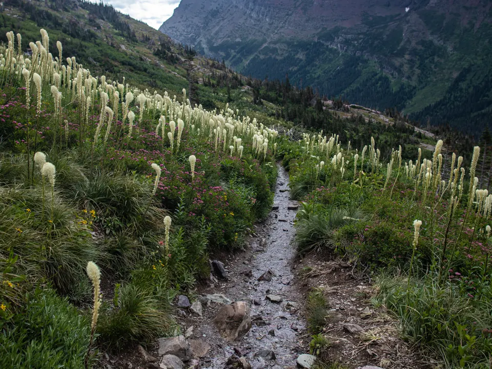 Grinnell Glacier Trail crosses wildflowers below dark alpine ridges - Glacier National Park | KnowOutdoor
