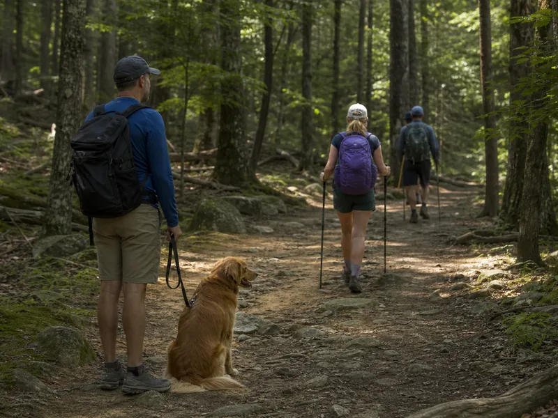 Leashed dog waiting calmly while hikers pass on a forest trail