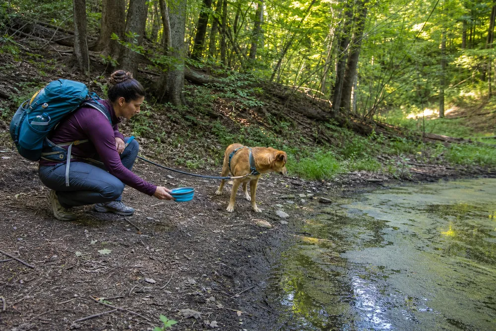 Handler keeping a leashed dog away from stagnant discolored trail water with surface scum while offering clean carried water in a bowl