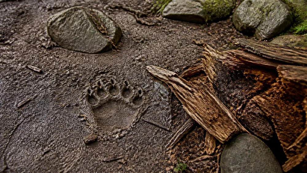 Fresh bear sign on a damp forest trail, a wide paw print in mud beside overturned rocks and a torn-open rotten log - reading recent bear activity before you see the animal | KnowOutdoor