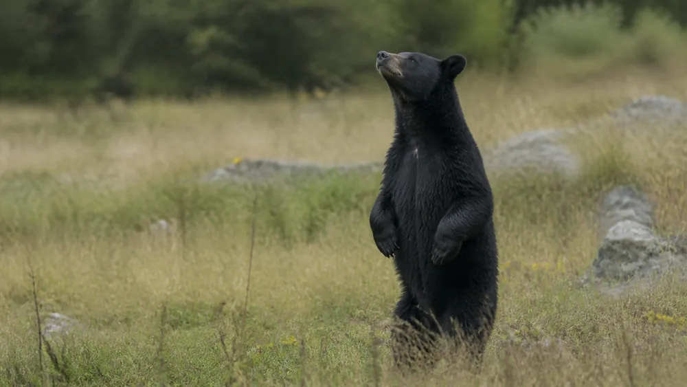 A black bear standing upright on its hind legs in tall grass at a distance with nose lifted and ears forward, sniffing rather than threatening | KnowOutdoor