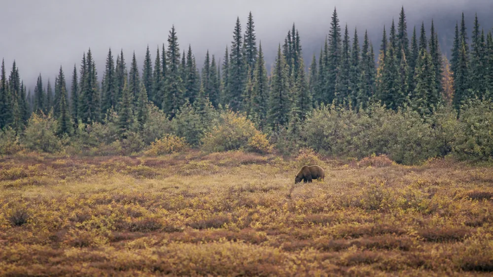 What Do You Do in a Bear Encounter, Play Dead or Fight Back?