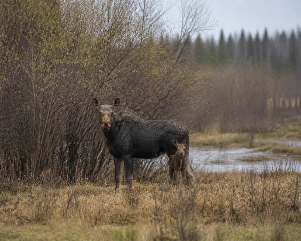 A cow moose standing alert with a newborn calf close at her flank in wet spring willows under thin high cloud - the animal that ends a trip rather than delays it | KnowOutdoor