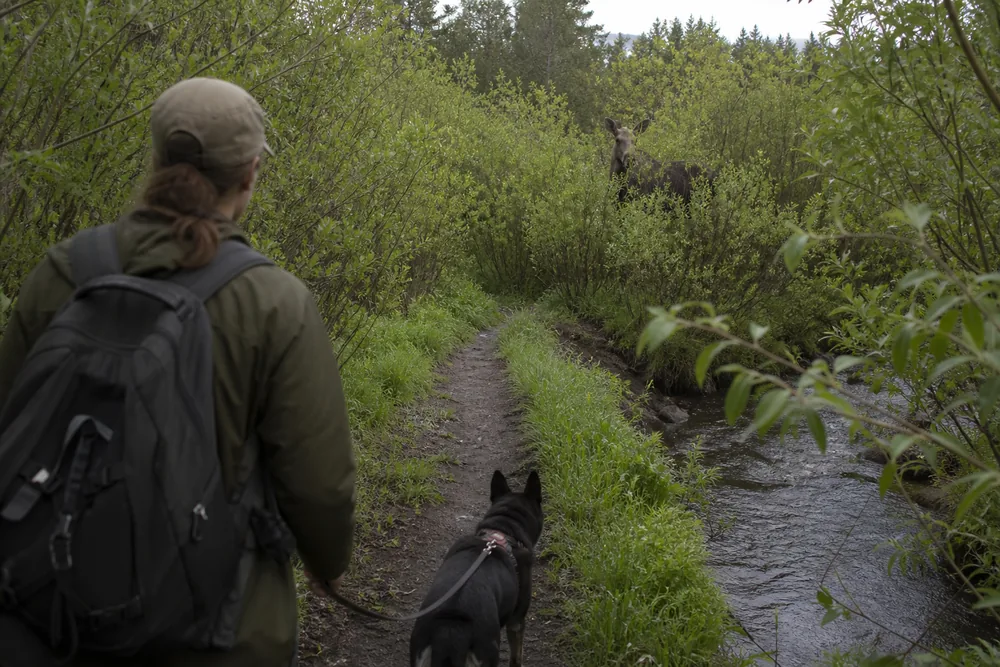 A handler with a short-leashed dog on a narrow creekside path in early June with a cow moose partly hidden in the willow brush ahead - the concealed setting where dog-related conflicts start | KnowOutdoor