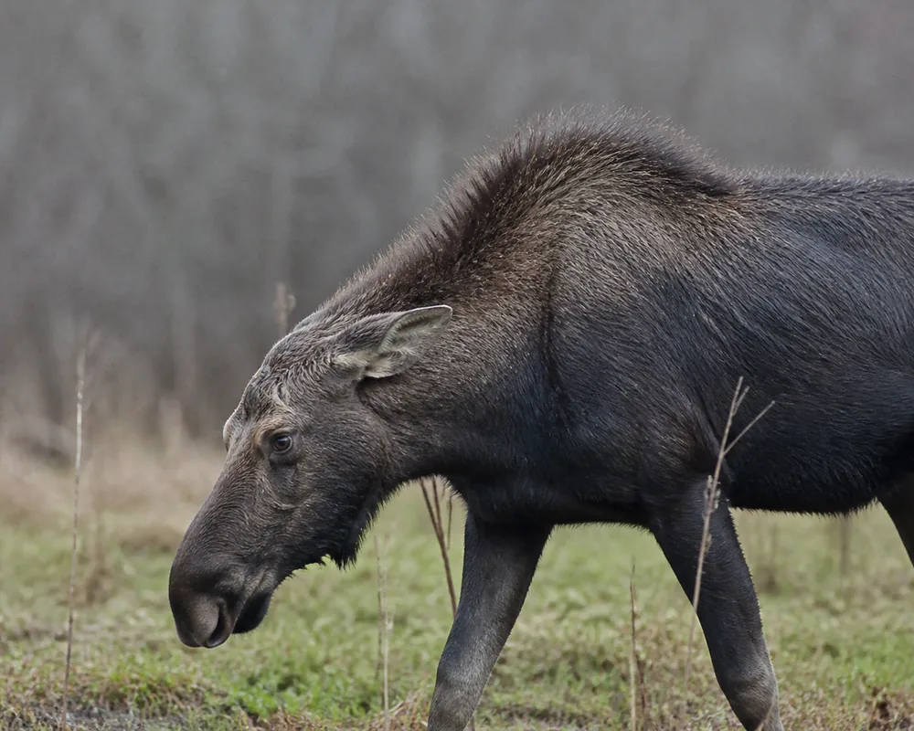 A cow moose in wet spring willows with ears flattened back and the long hair raised along her hump and neck - the agitated posture that means you are already too close | KnowOutdoor