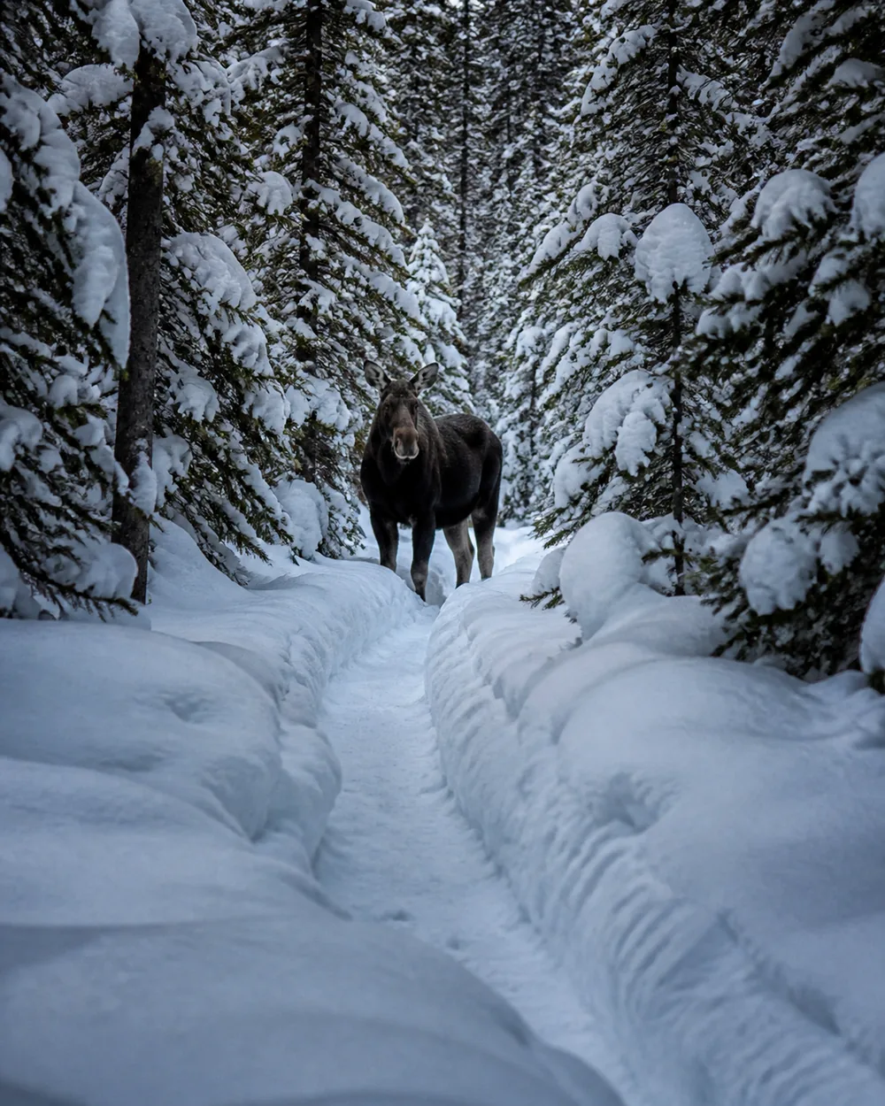A moose standing in a packed snowshoe trench with unbroken thigh-deep snow walled up on both sides of the tread in a late-winter boreal forest - the corridor with no room to pass | KnowOutdoor