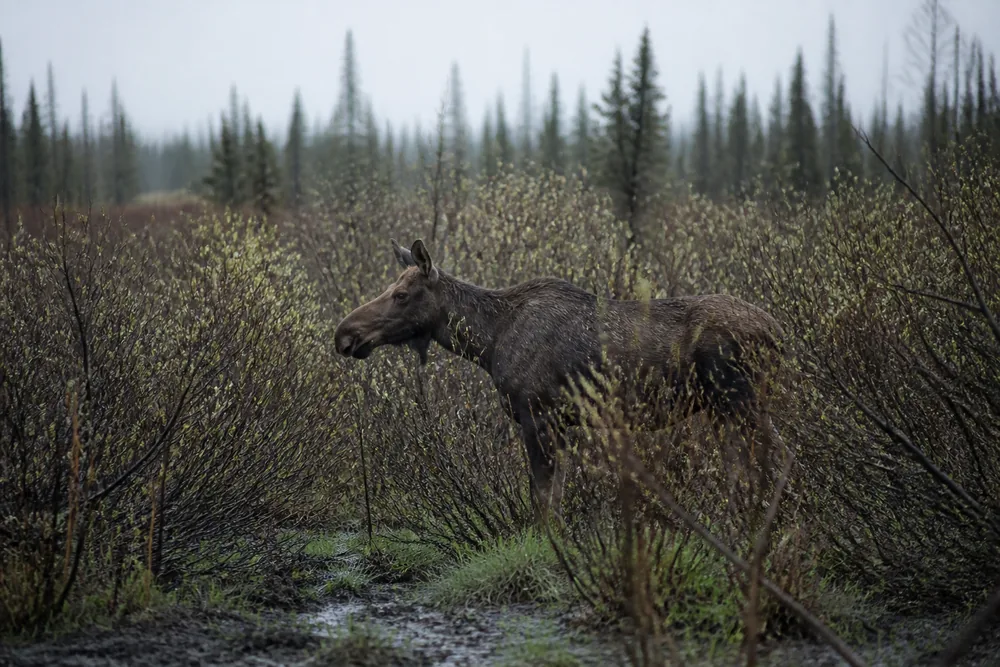 Moose Encounters: When to Back Away and When to Run