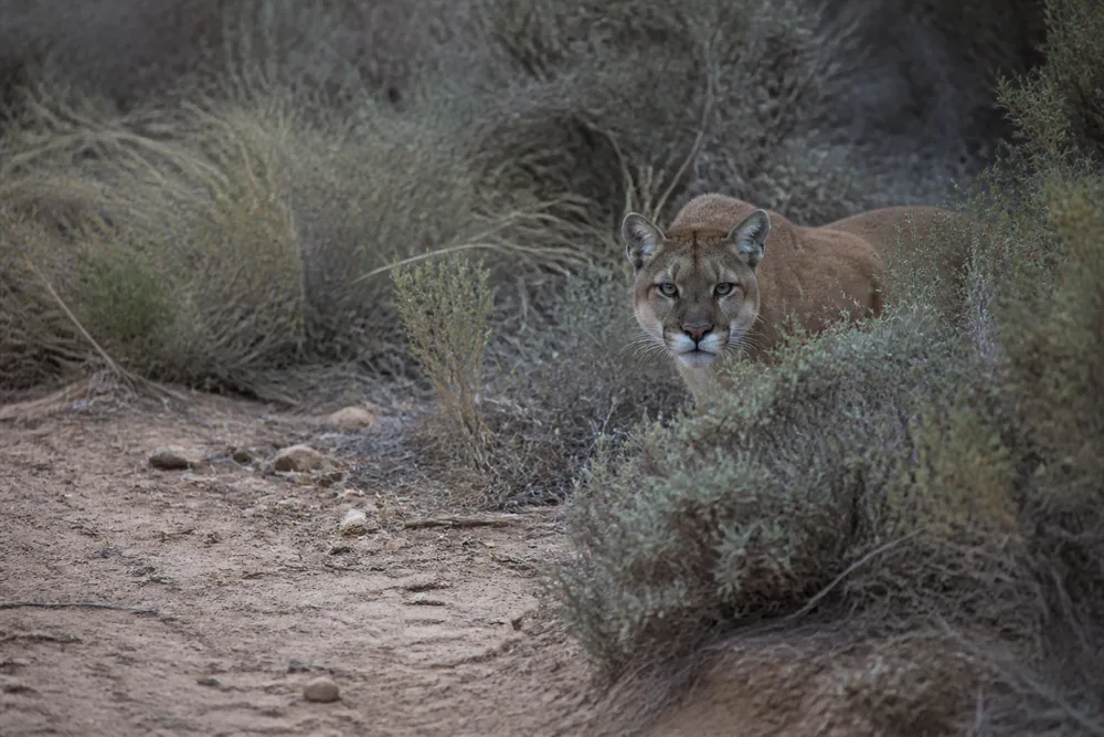 A mountain lion low in dry chaparral scrub at middle distance with its head up and eyes fixed on the viewer - the held gaze that separates a developing encounter from an ordinary sighting | KnowOutdoor