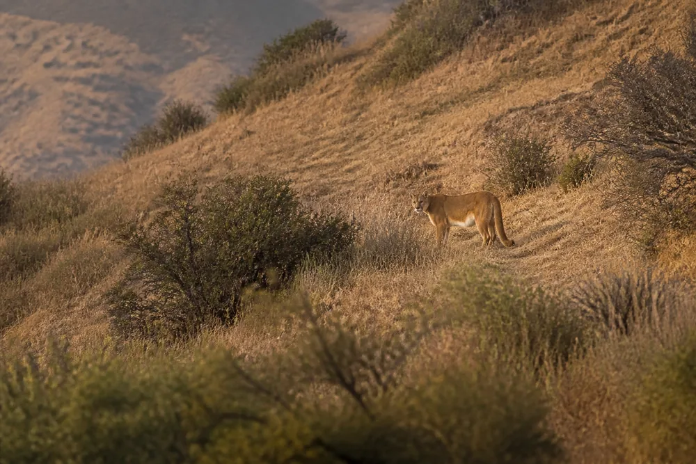 Mountain Lion Encounters: Stand Tall, and Never Crouch