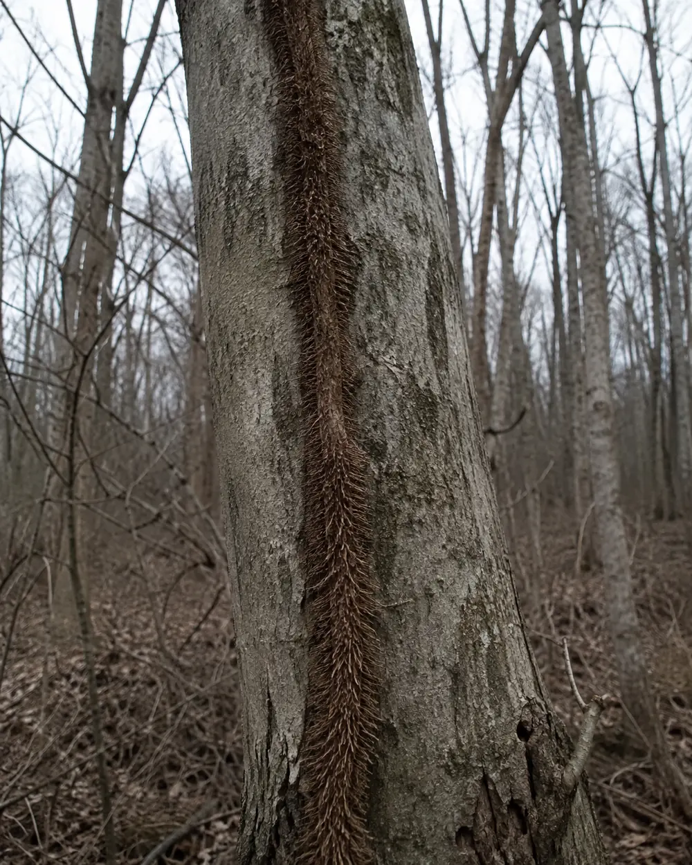 A thick woody poison ivy vine climbing a bare grey trunk in leafless winter woodland, sheathed along its whole length in dense reddish-brown aerial rootlets that give it a furry hairy-rope texture | KnowOutdoor