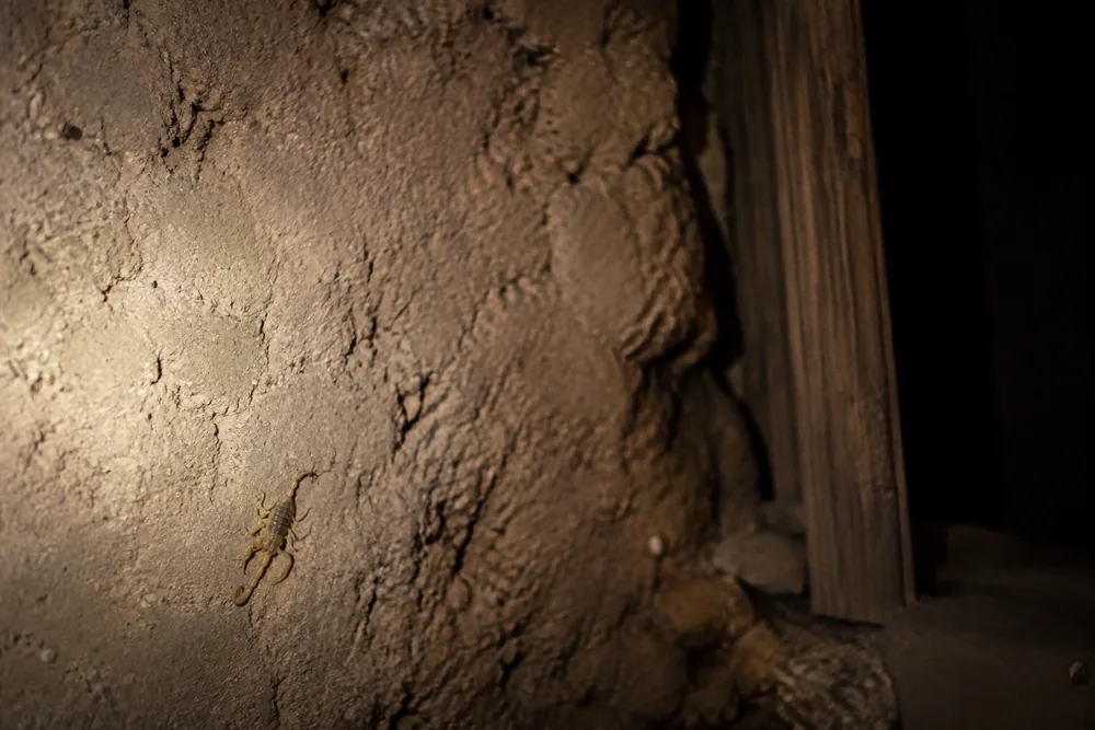 A small pale straw-coloured Arizona bark scorpion on a rough adobe wall at night lit by a warm torch beam, its slim pincers and narrow tail visible against the wall texture | KnowOutdoor