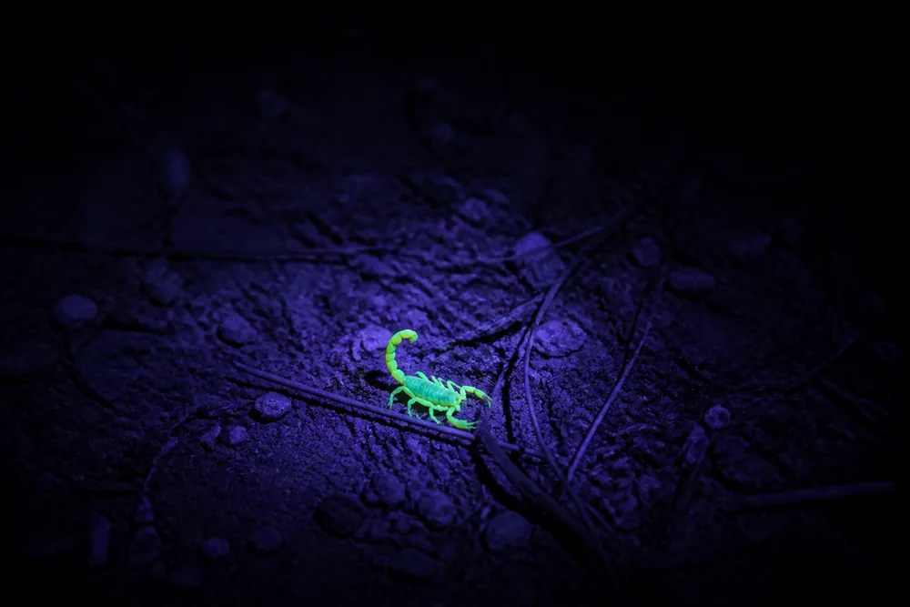 A scorpion glowing bright fluorescent green on dark desert gravel under the beam of a handheld ultraviolet torch, the surrounding campsite unlit and colourless | KnowOutdoor