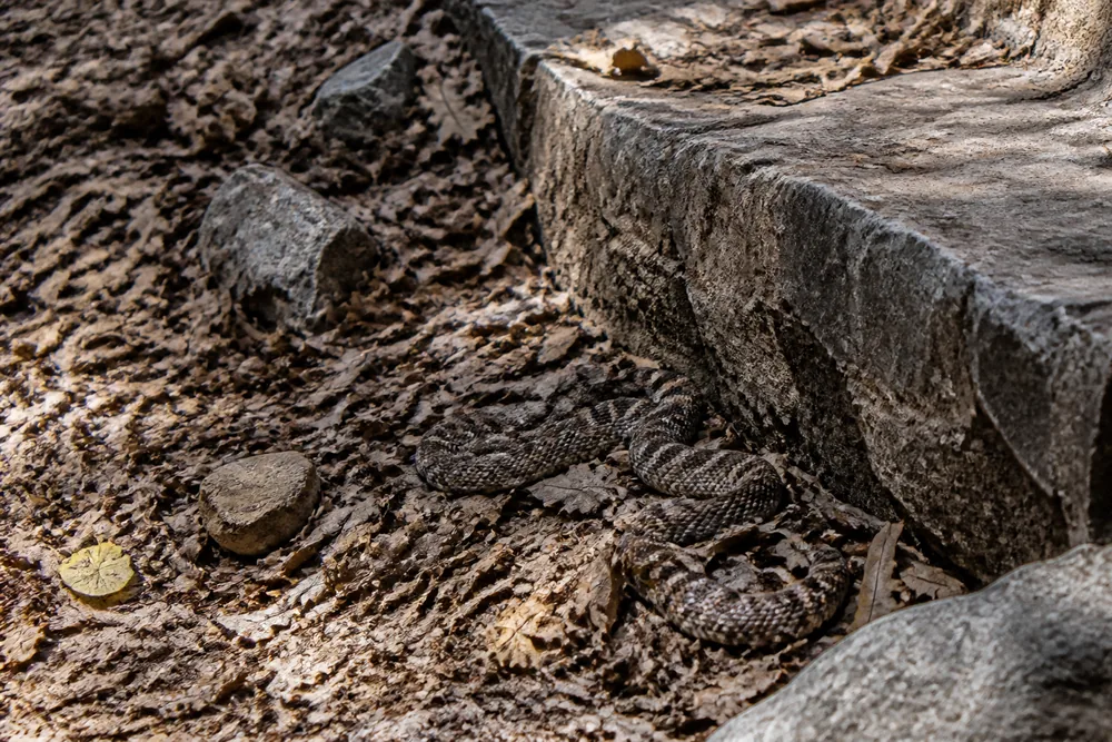 A rattlesnake coiled and almost invisible in dry leaf litter beside a rock step on a woodland trail, at the height a hand would reach for - the animal you do not see before you touch it | KnowOutdoor