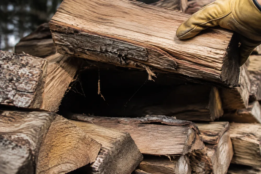 A gloved hand lifting a split log from an untidy outdoor woodpile, revealing the dark dry cavity underneath where a reclusive spider would sit - the situation that produces almost all of these bites | KnowOutdoor