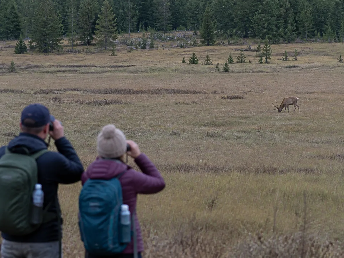 Two hikers observing deer with binoculars from far across a meadow - respectful wildlife distance | KnowOutdoor