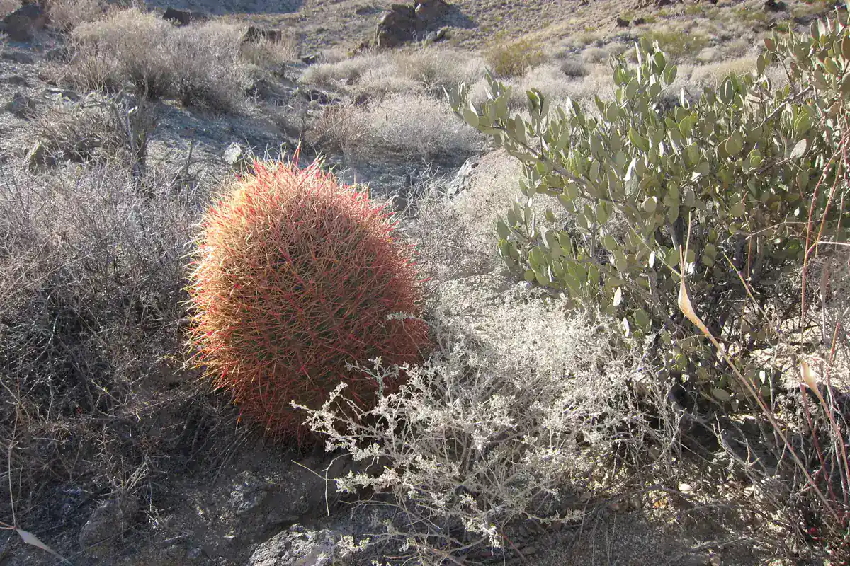 Barrel cactus beside the exposed rocky approach to 49 Palms Oasis