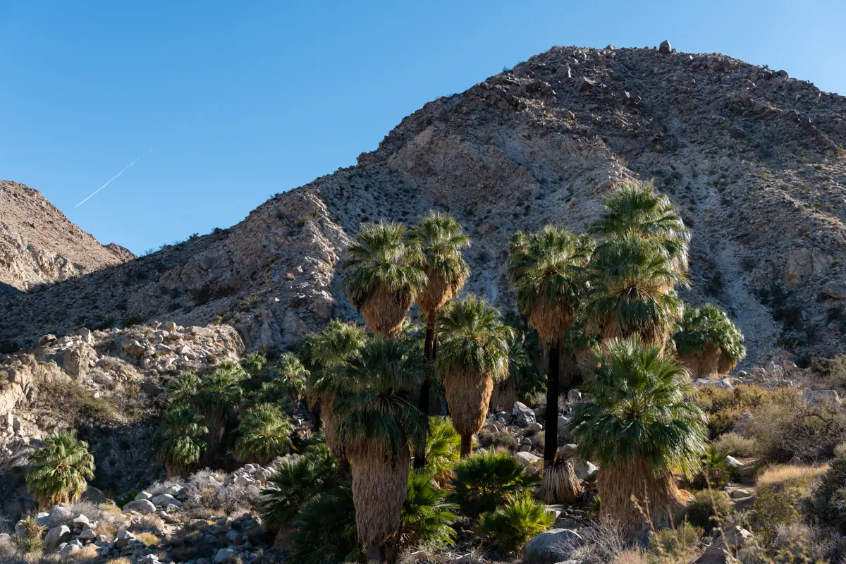 California fan palms clustered in the rocky 49 Palms Oasis basin