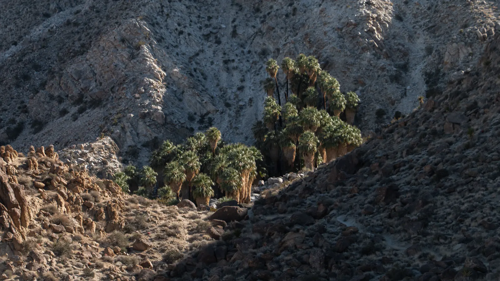 49 Palms Oasis Trail: Closure, Heat, and Return Climb