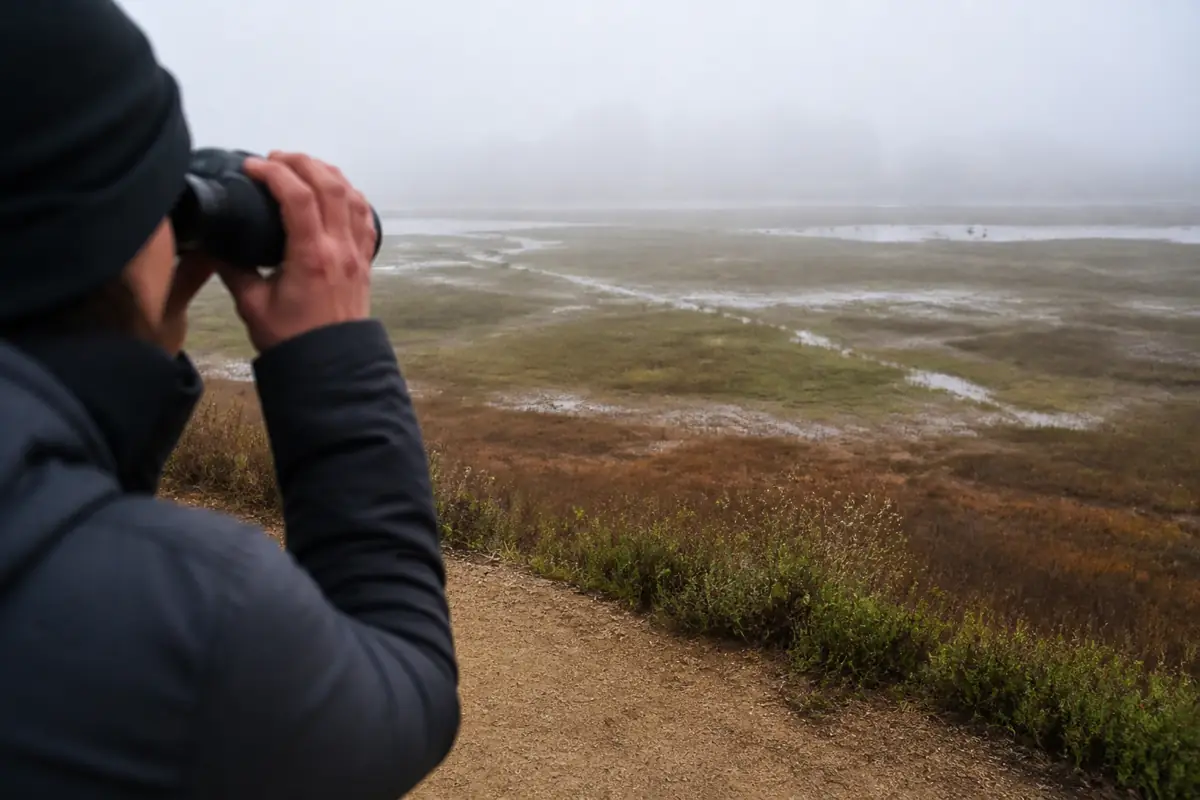 Binoculars used from a generic firm coastal trail while shorebirds remain distant across marsh vegetation