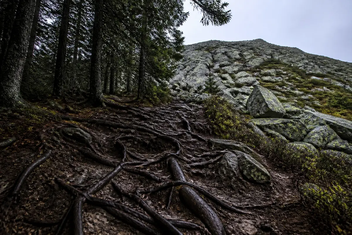Generic northeastern mountain route changing from forest roots to open angular boulders