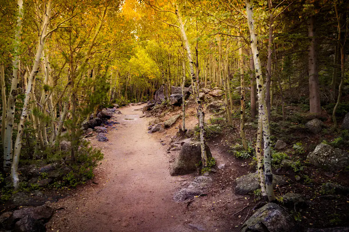 Aspen-lined forest trail on the approach to Alberta Falls